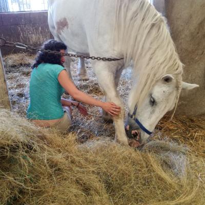 Dernier travail sur les percherons des attelages de Blois