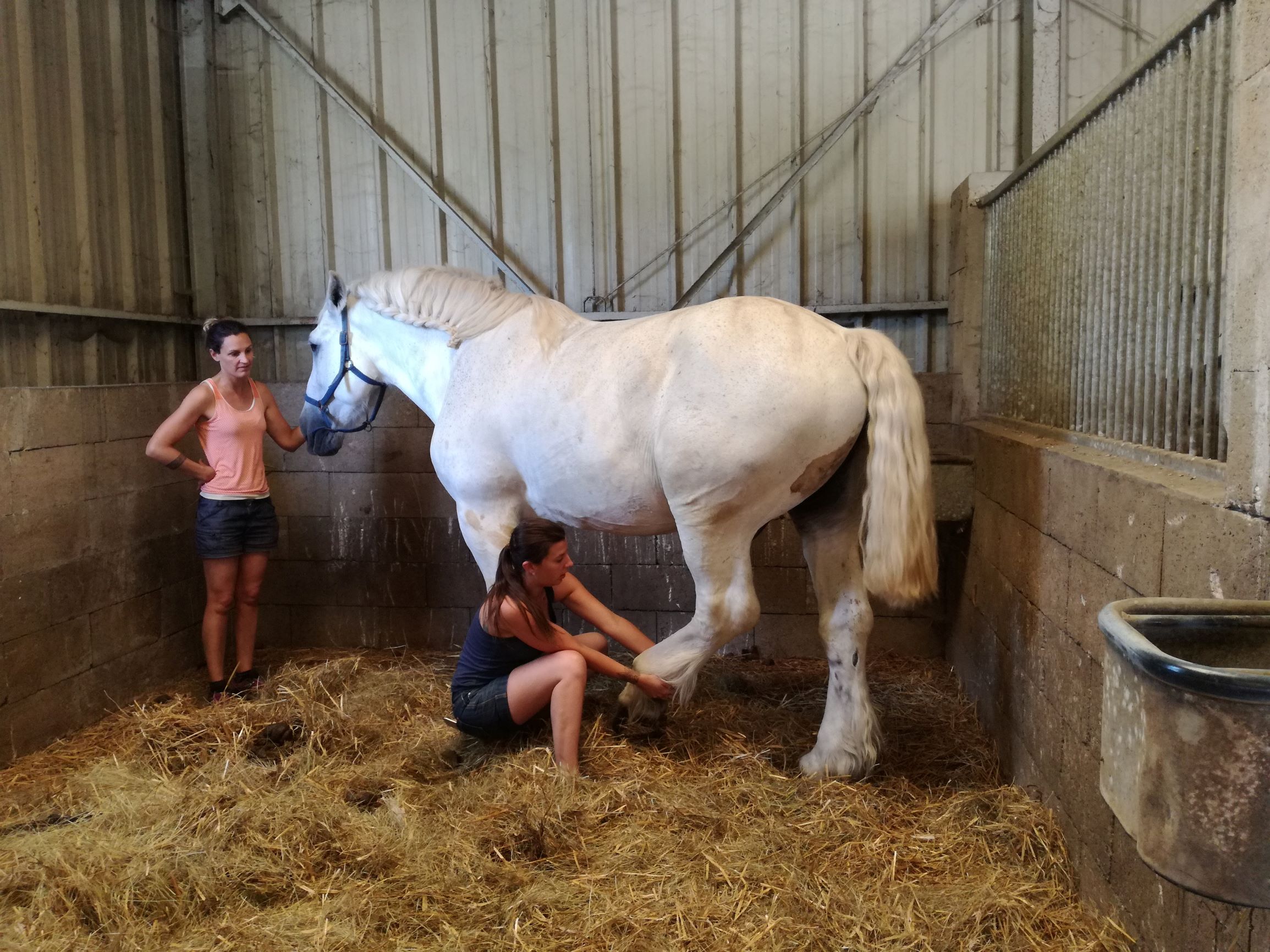 Shiatsu du cheval, début étirement Vessie