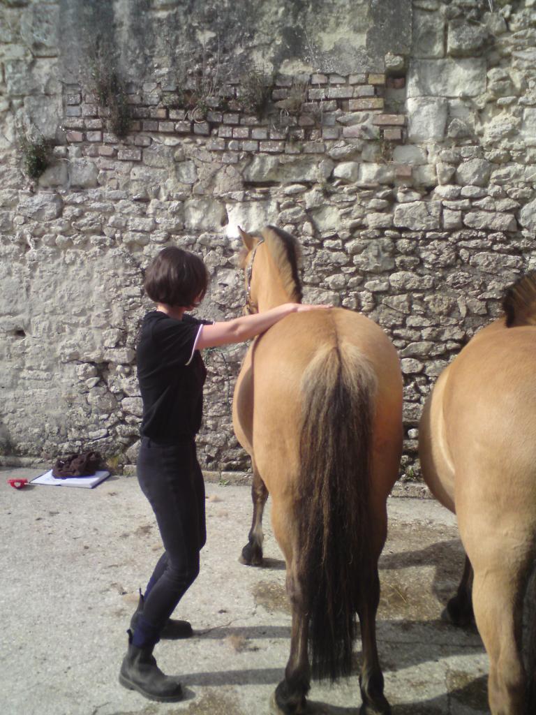 Troisième niveau sur les poney des Ecuries de Chambord