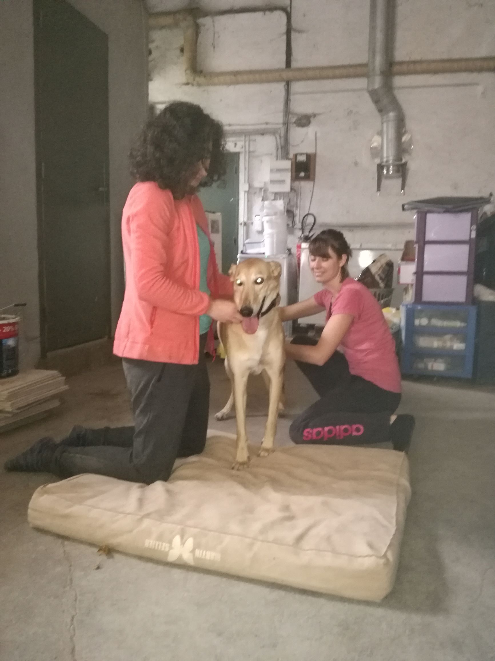 Shiatsu canin travail des postérieurs