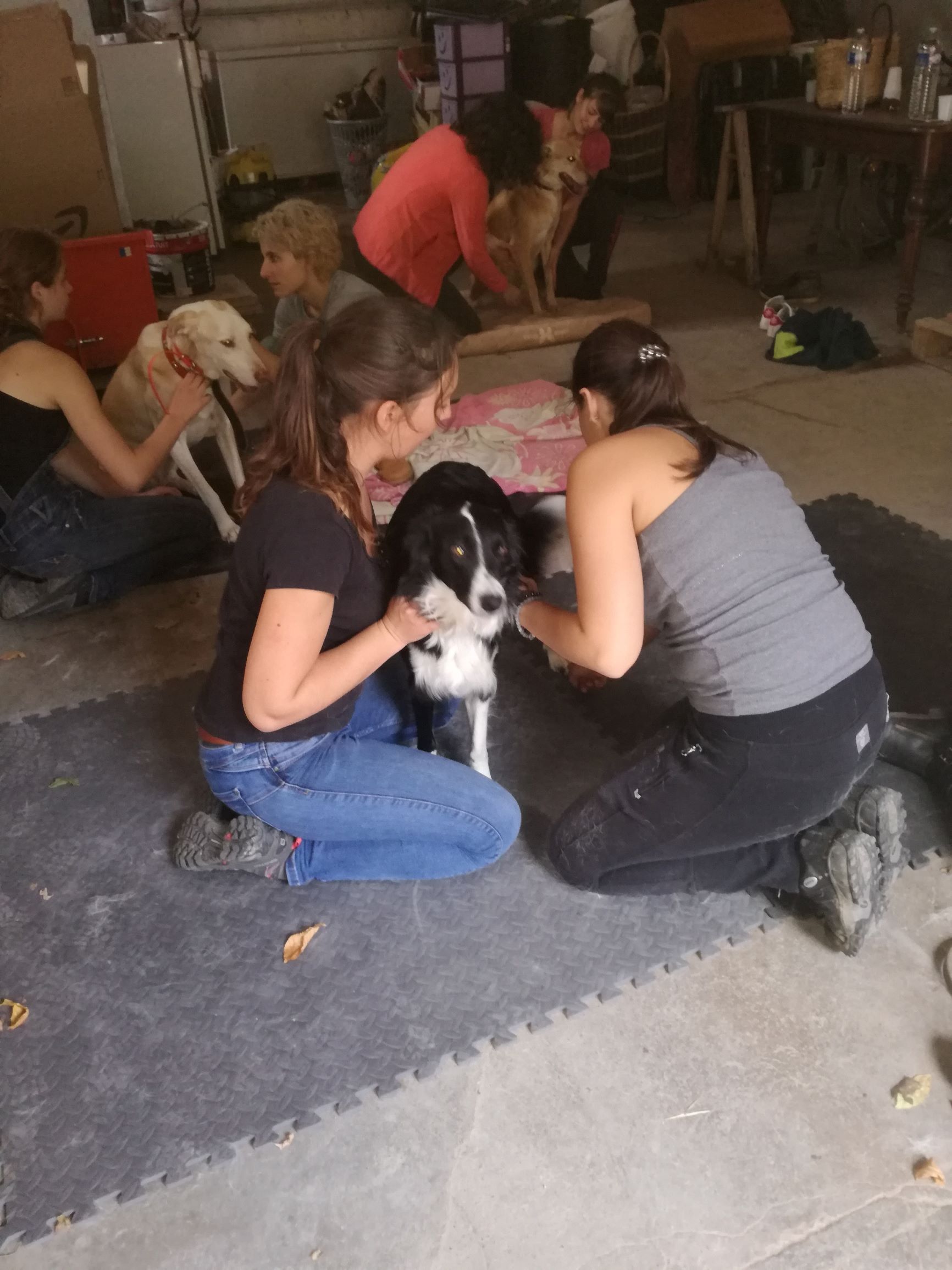 Shiatsu canin le groupe presque en entier