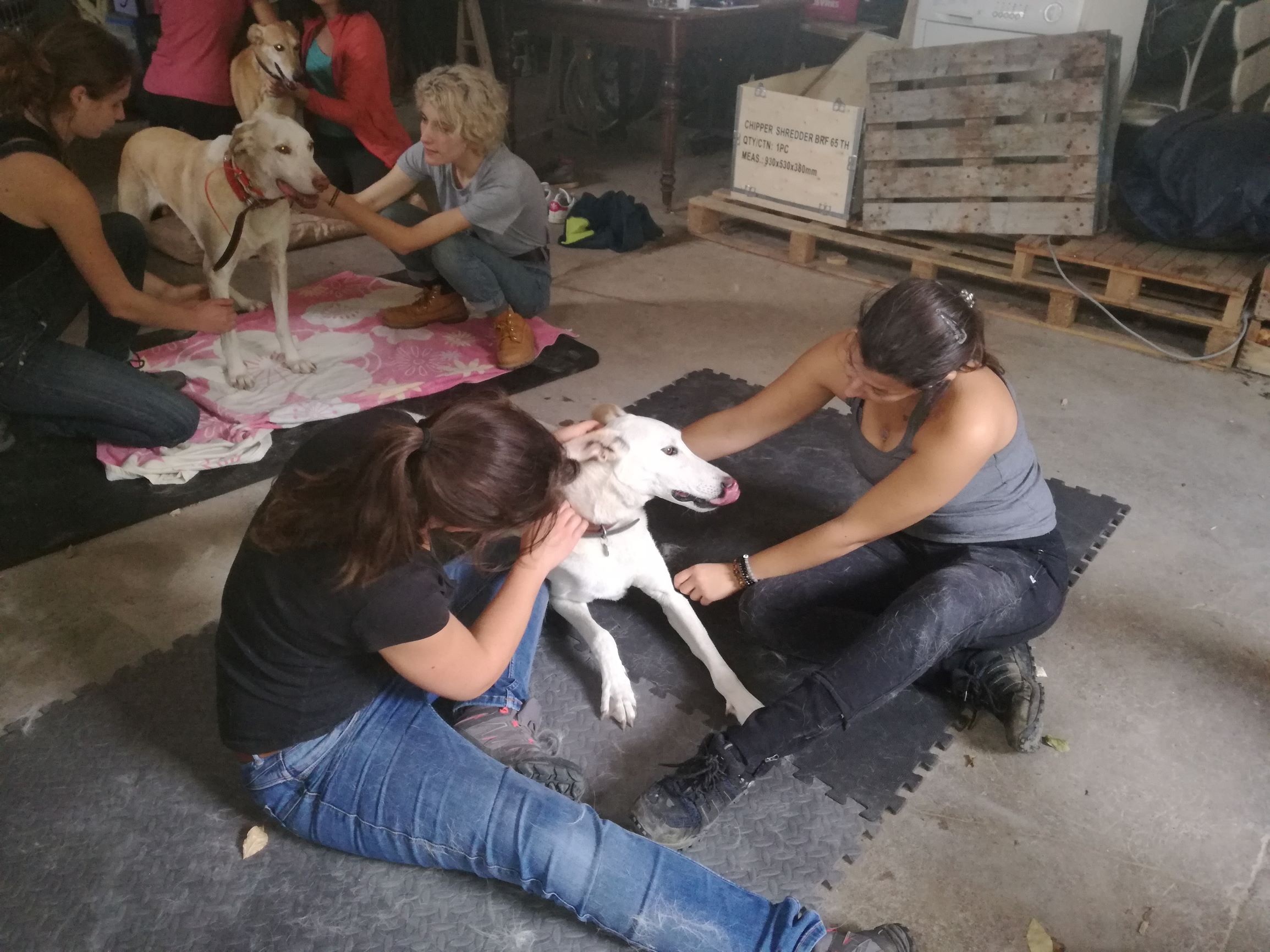 Shiatsu canin travail de la crête occipitale