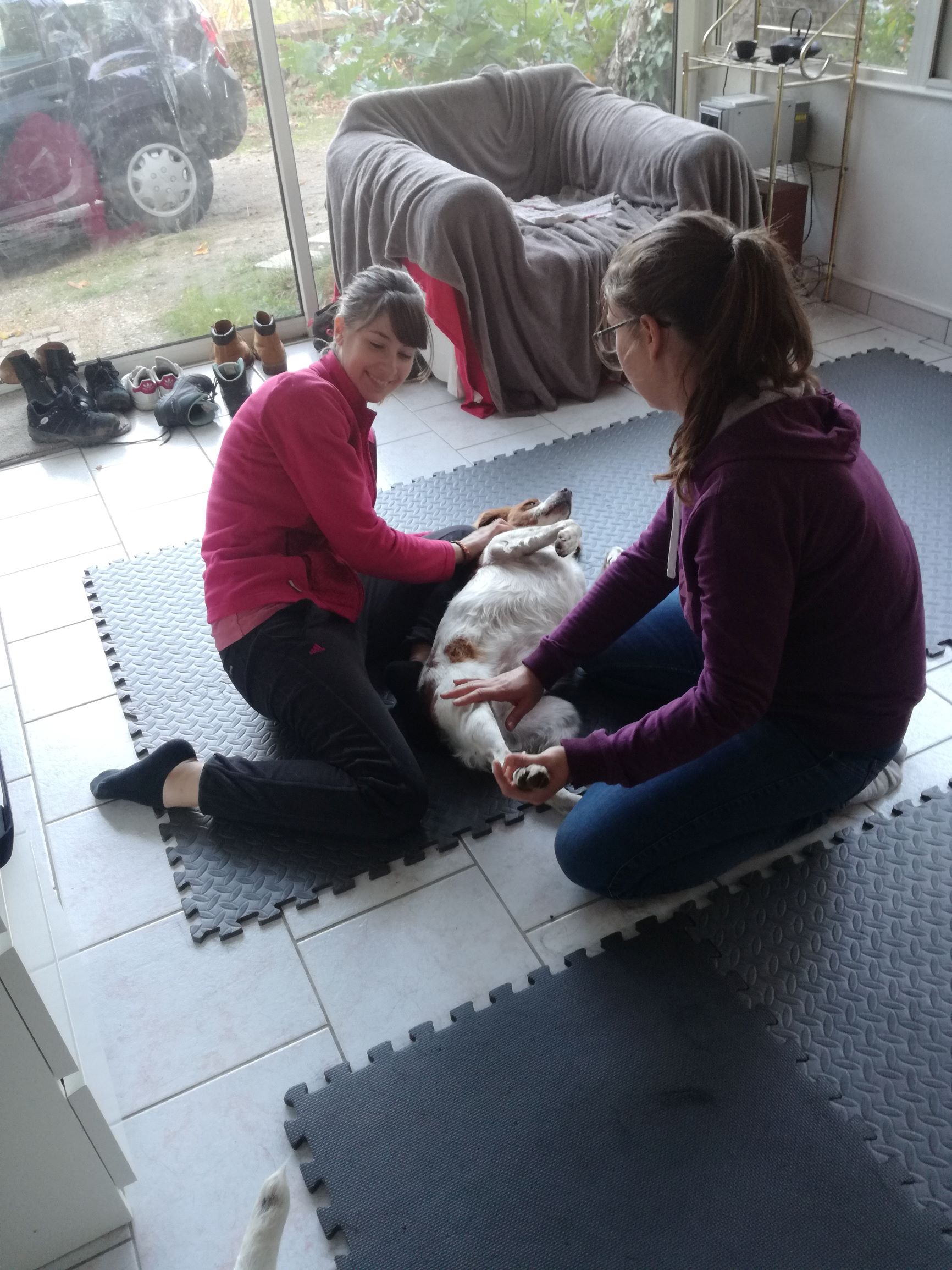 Shiatsu canin, étirement estomac