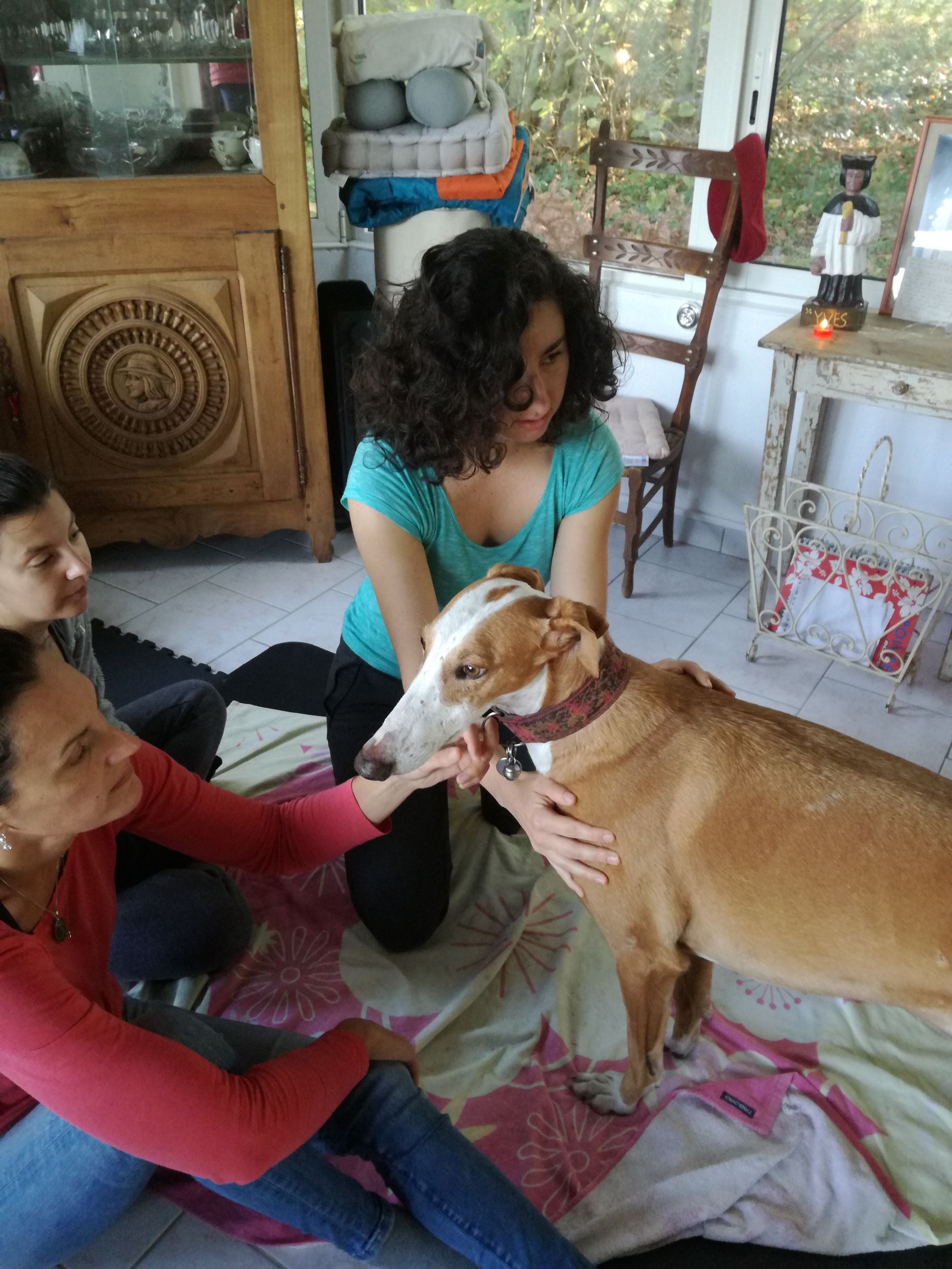 Shiatsu canin, Falcao travail de l'épaule