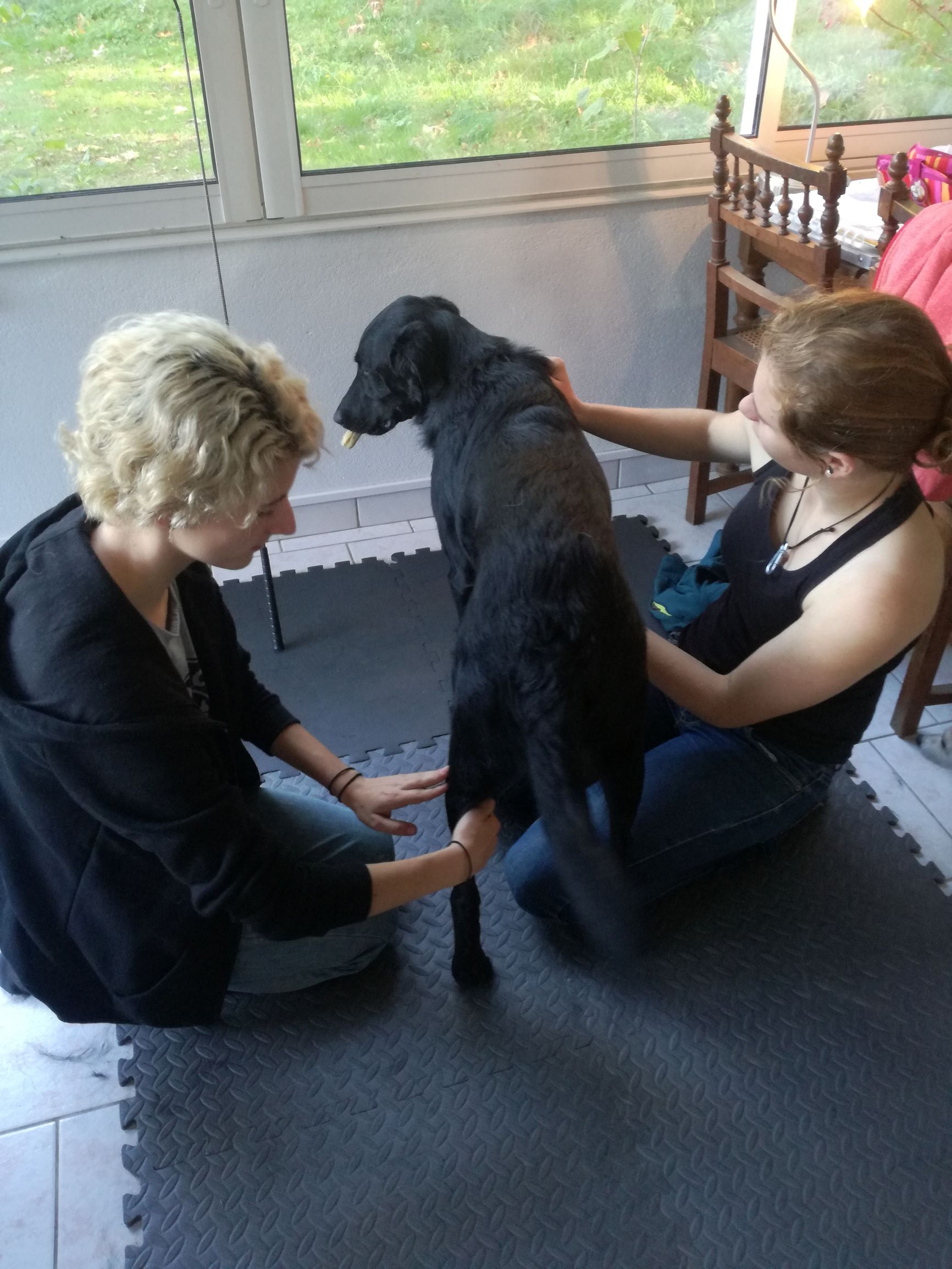 Shiatsu canin, Jo remontée des yin de postérieur