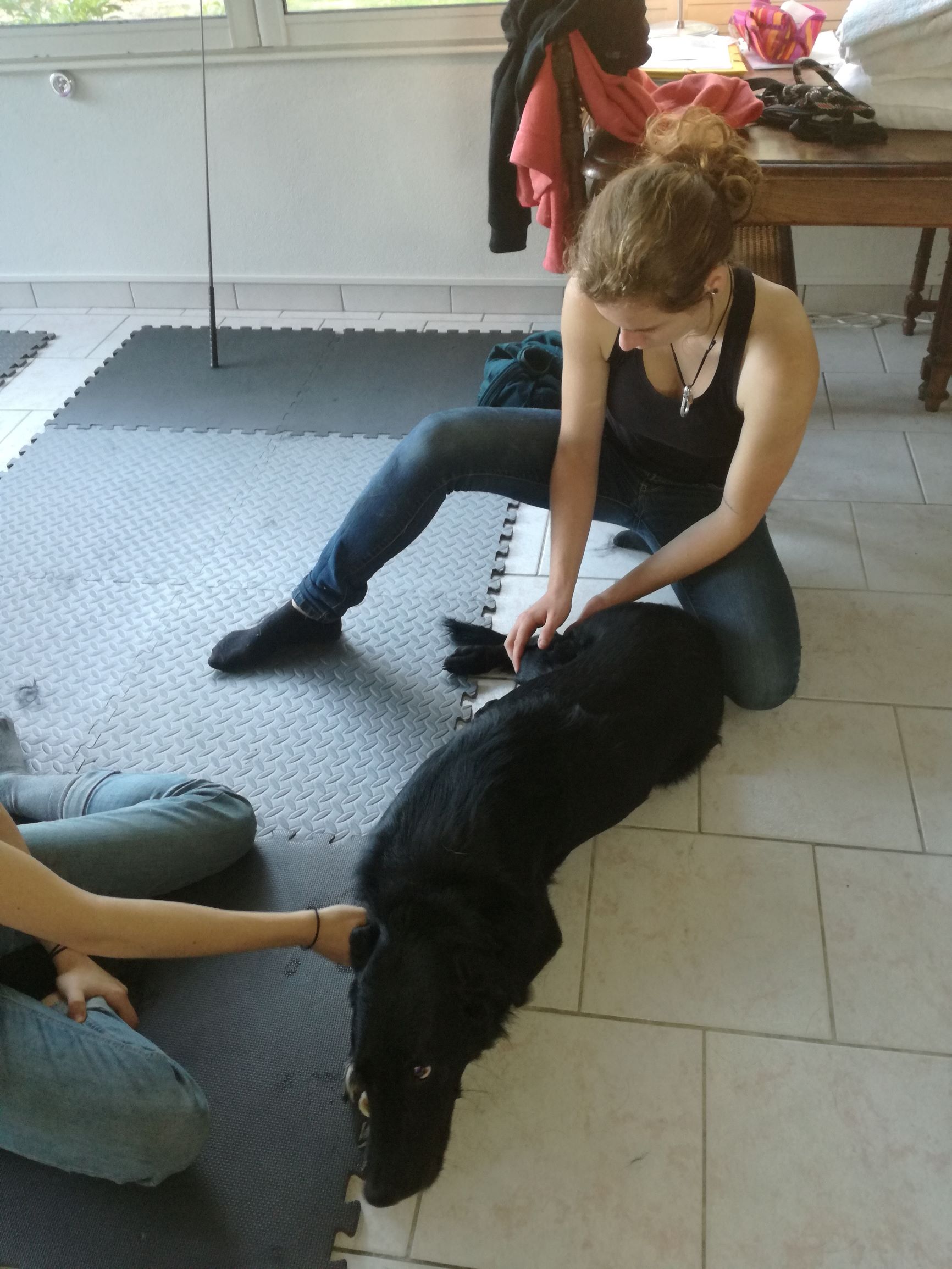 Shiatsu canin, Jo travail des postérieurs