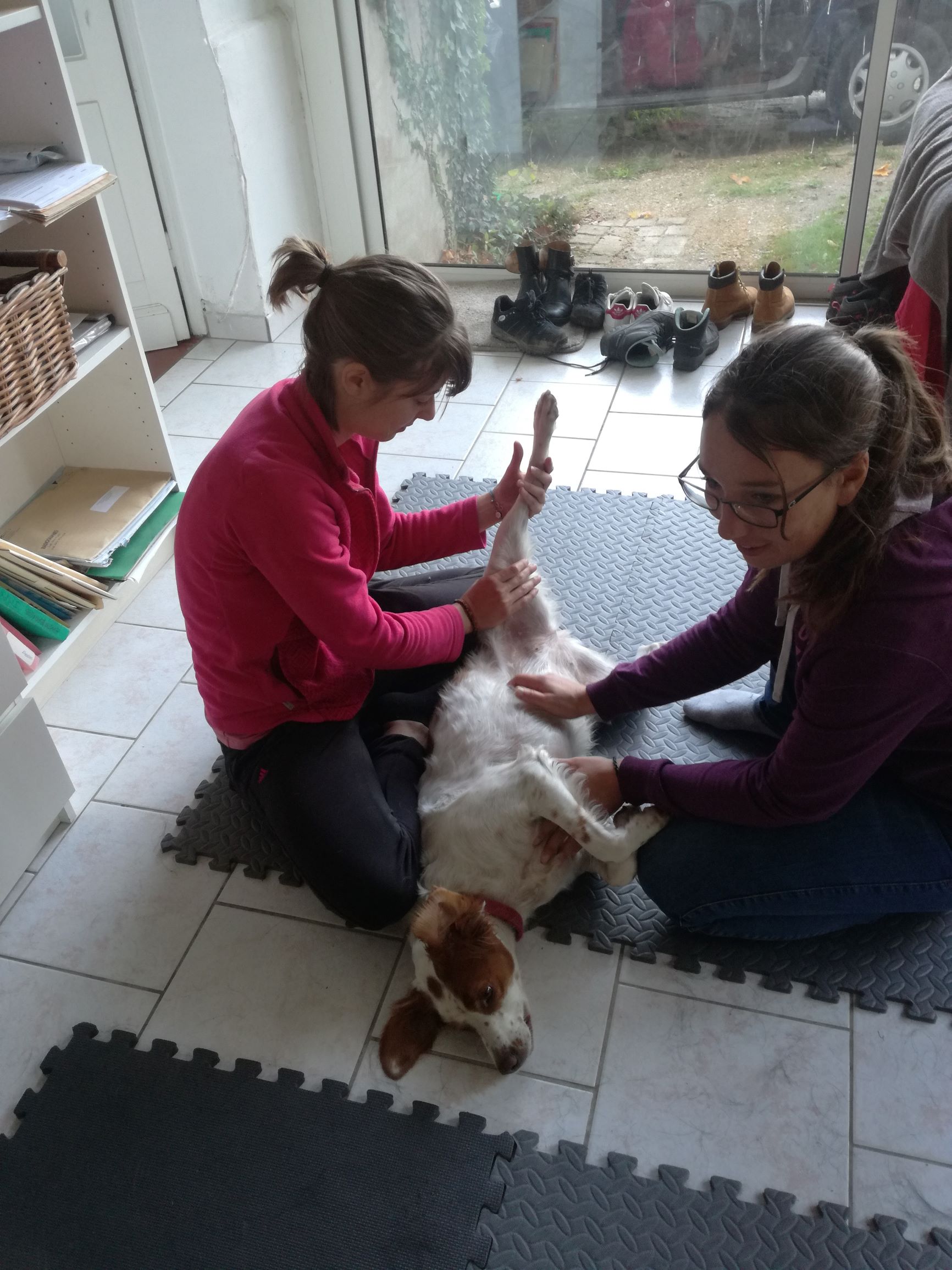 Shiatsu canin, remontée des méridiens yin de postérieur