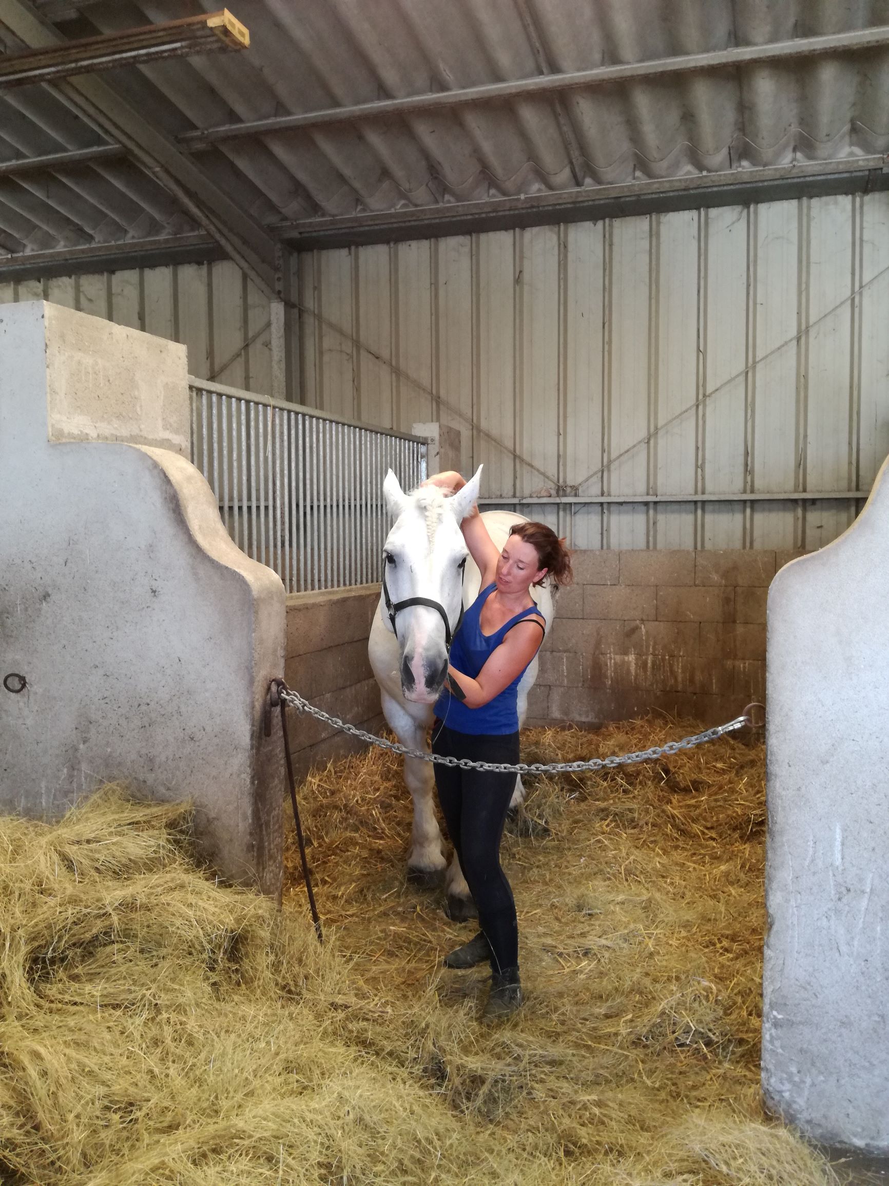 Shiatsu du cheval, travail de la crête occipitale