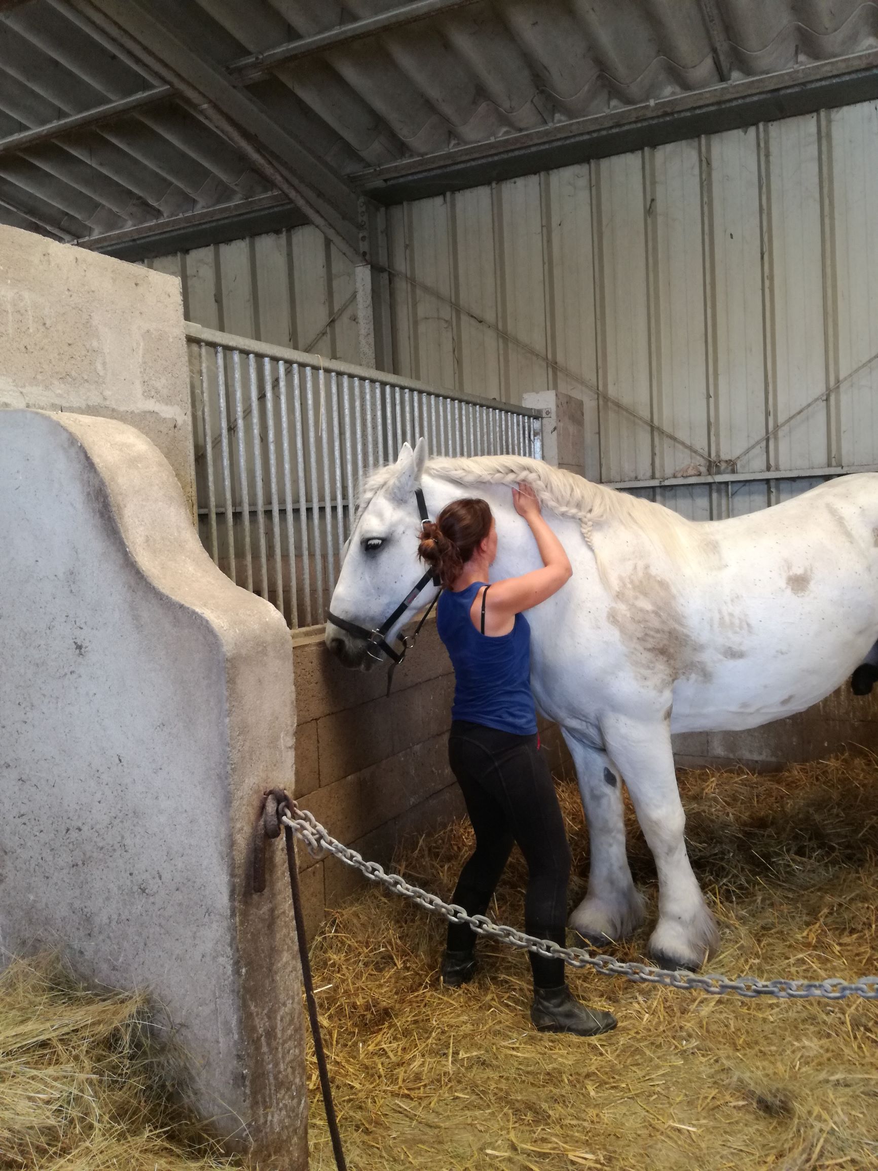 Shiatsu du cheval, travail de Vessie sur l'encolure